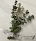 DRIED Eucalyptus Boutonnière | Silver Dollar, Seeded, Silver Leaf Eucalyptus | Wedding, Groom, Groom's Men, Best Man | Forever Boutonnière product 4